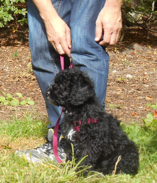 Hund leckt sich die Schnauze