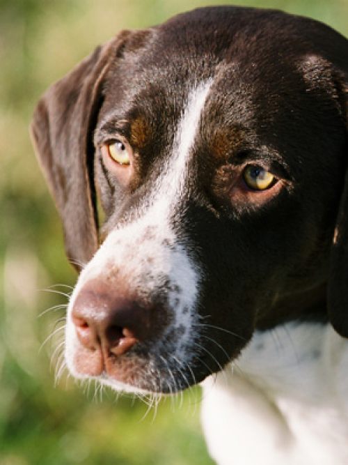 Porträt Hund "Streusel"