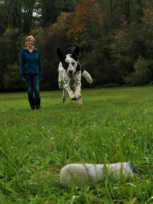 Hund "Leni" beim Apportieren